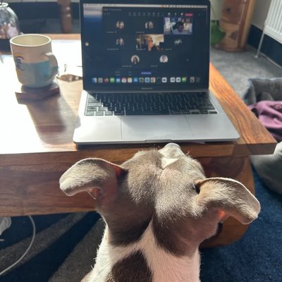 Misty, a dog, sitting in front of a laptop showing a video call, appearing to watch the online meeting, with a coffee mug on the table nearby.