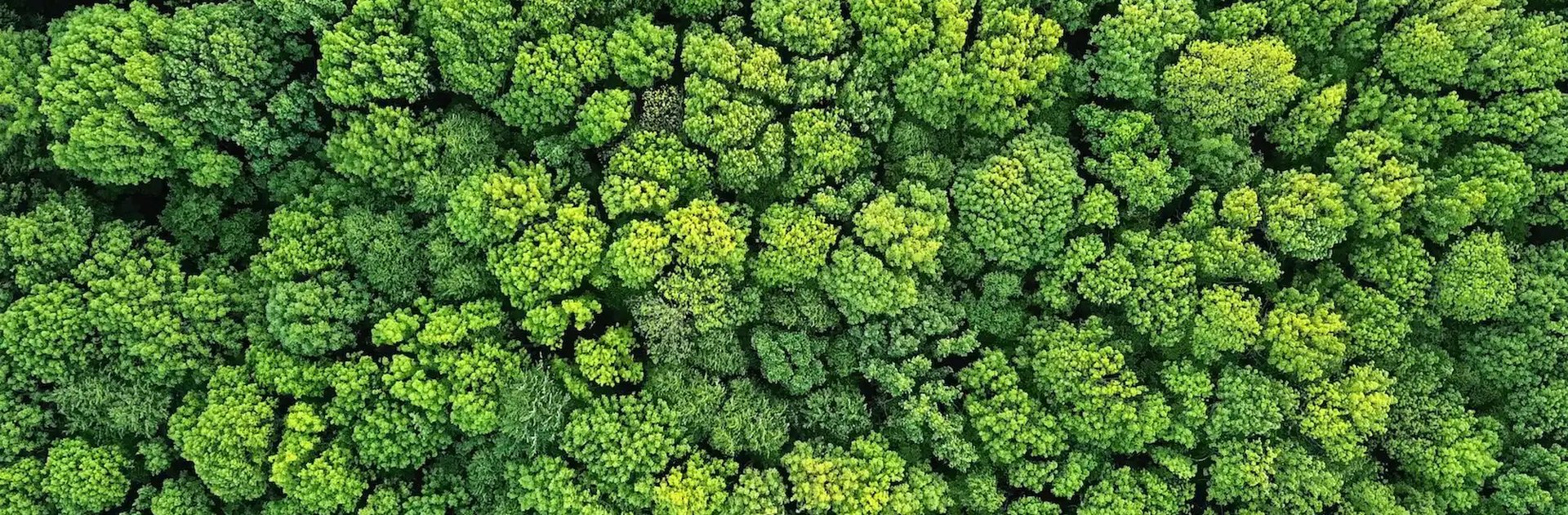Aerial view of a dense forest canopy with vibrant green treetops, showcasing natural beauty and biodiversity from above.