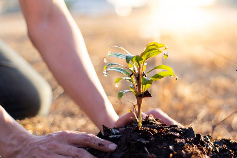 person planting a tree