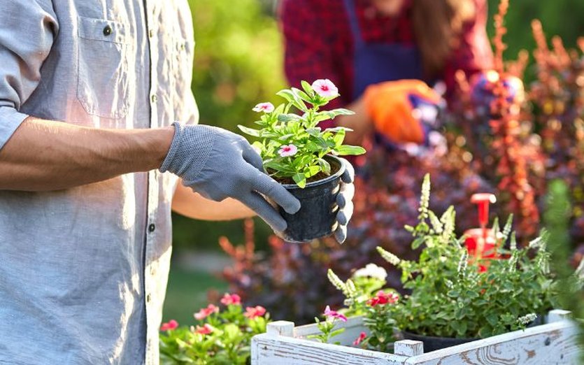 Man tending to garden