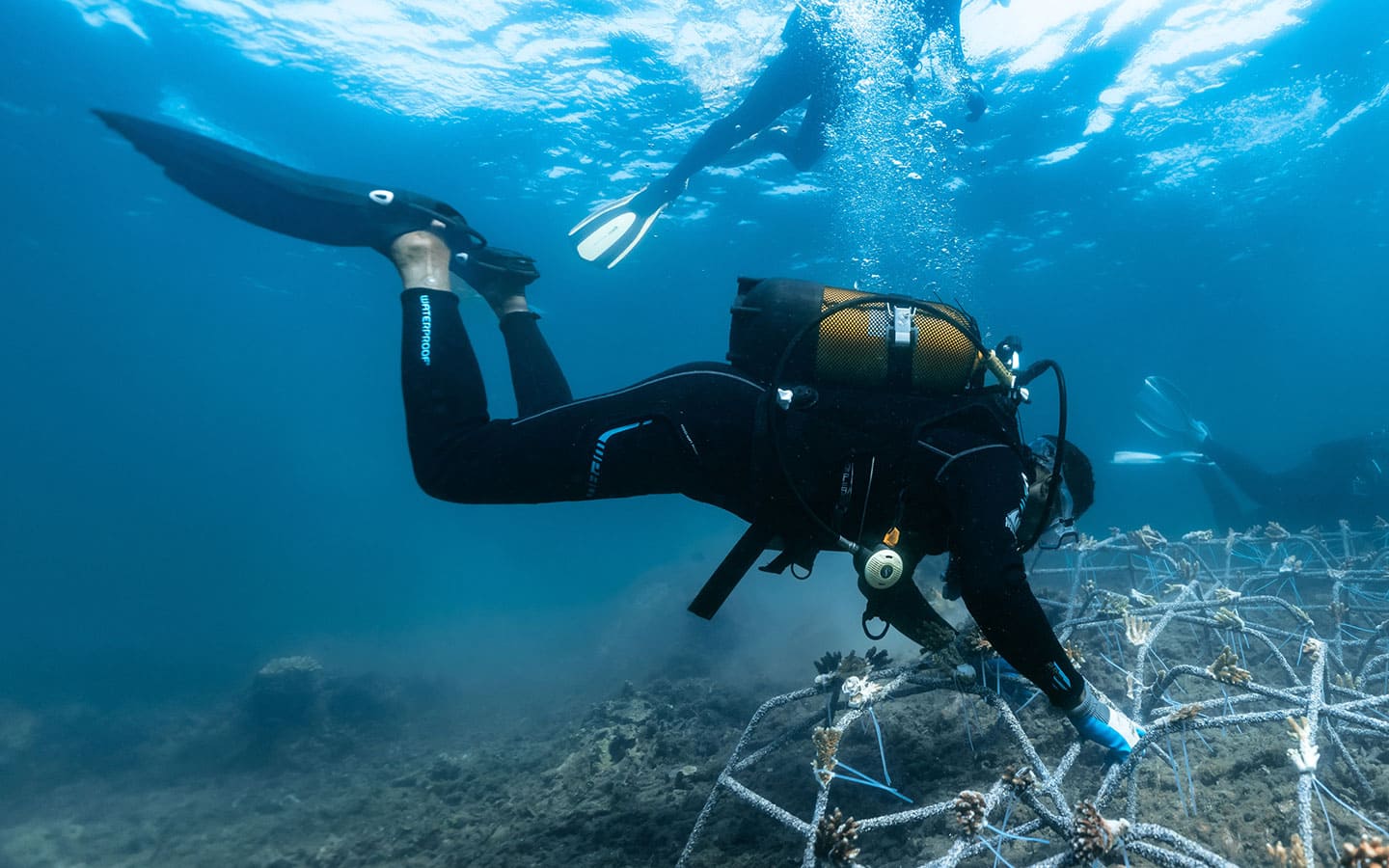 Diver inspecting coral