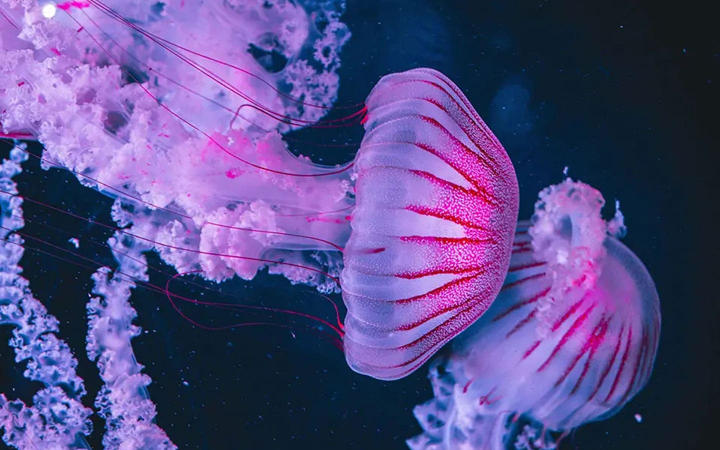 Jellyfish